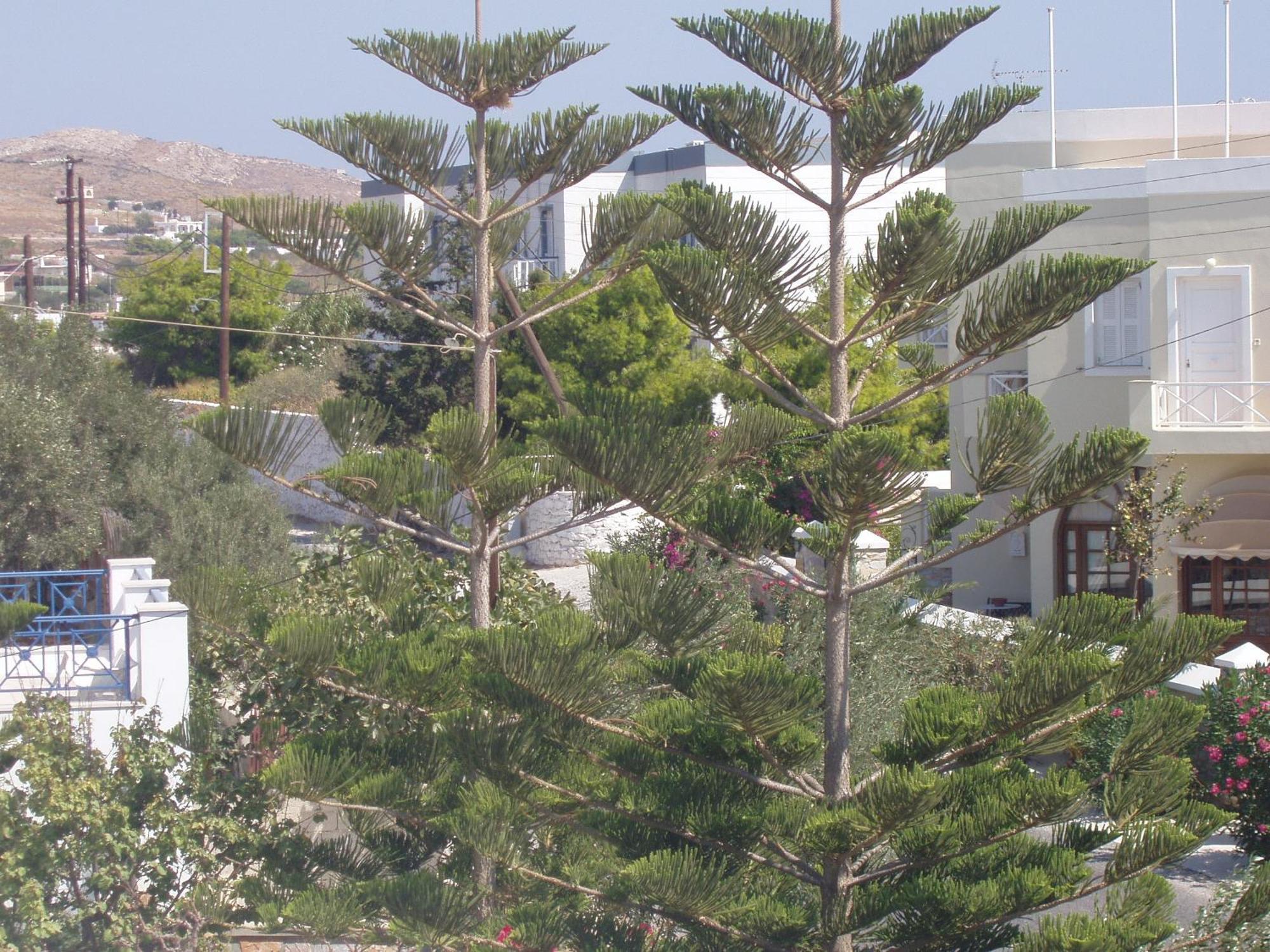 Manos Apartments Mégas Yialós-Nítes Esterno foto